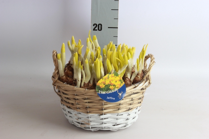 <h4>NARC C JETFIRE</h4>