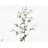 GILLENIA TRIFOLIATA