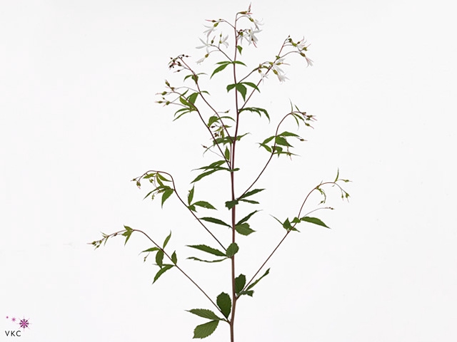 GILLENIA TRIFOLIATA
