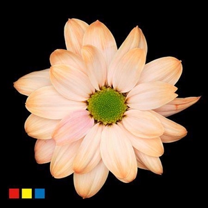Chr T Kennedy Pastel Orange