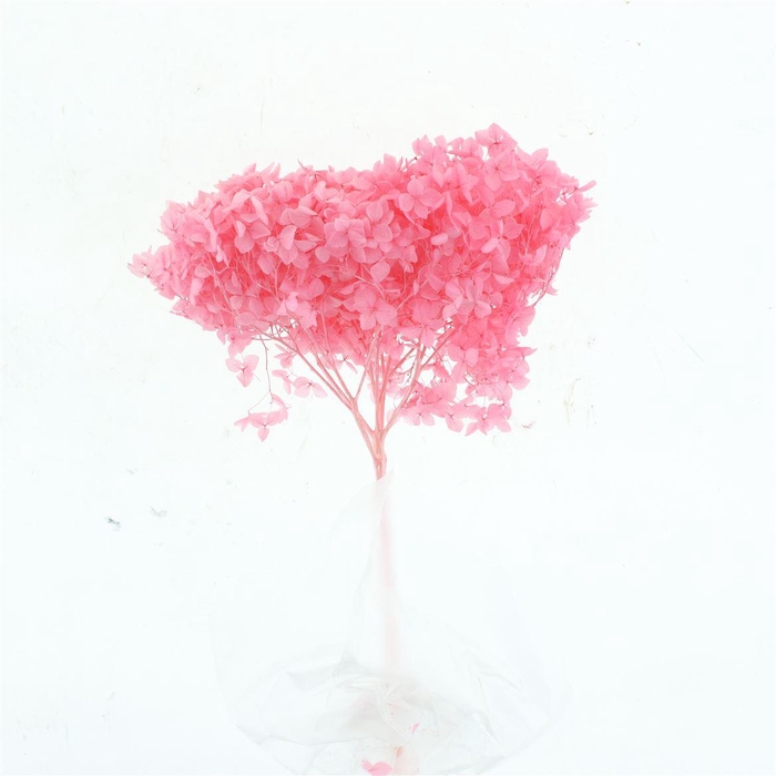 <h4>Pres Bleached Hydrangea Anna Fuchsia</h4>