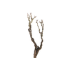 Syringa Branch Super Pirenne
