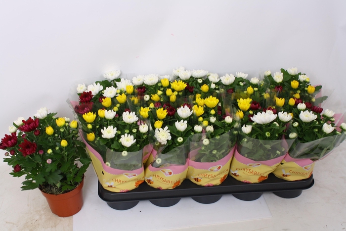 <h4>CHRYS GEM IN POT</h4>