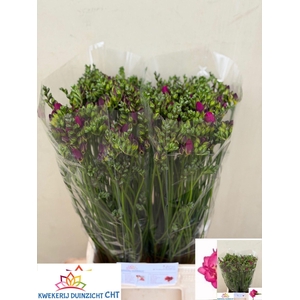 Freesia du Purple Rain