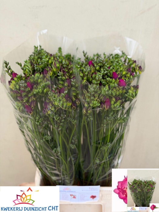 <h4>Freesia du Purple Rain</h4>