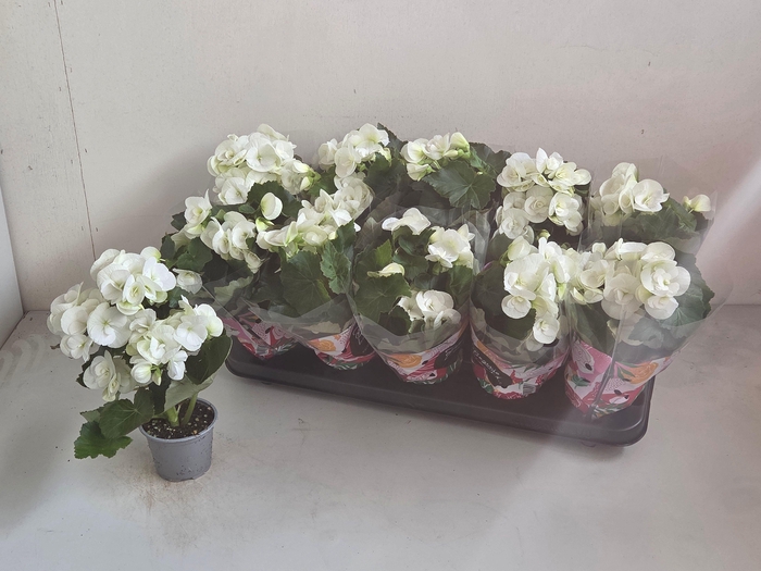 <h4>BEG HL CLARA</h4>