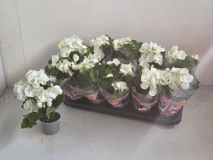 <h4>BEG HL CLARA</h4>