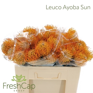 Leuco Ayoba Sun