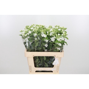 Oxy Co Perf Whi Harm