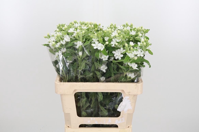 <h4>Oxy Co Perf Whi Harm</h4>