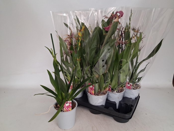 <h4>BRASSIA SUMMER DREAM</h4>