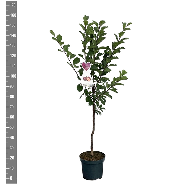 <h4>Prunus d. Reine Claude d'Althan, Struik</h4>