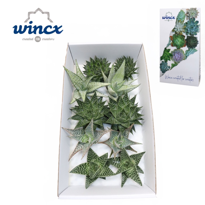 <h4>Aloe Mix (wincx) Cutflower Wincx-12cm</h4>