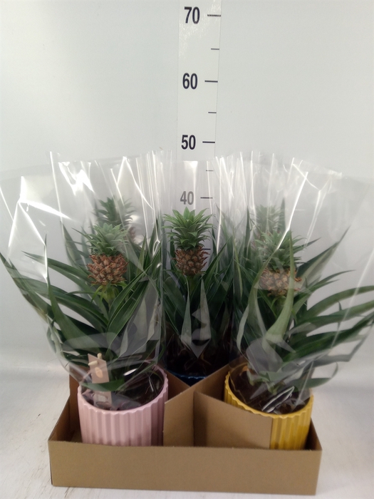 <h4>Ananas  'Mi Amigo'</h4>