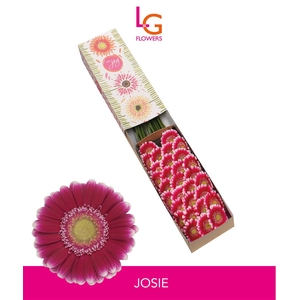 Germini Josie Doos