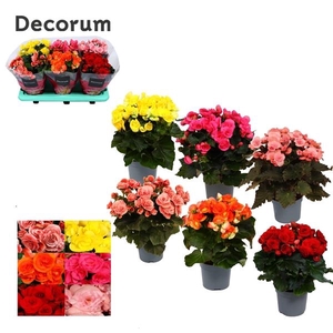 Begonia Mix 5 Colors P13