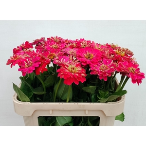ZINNIA ELEGANS