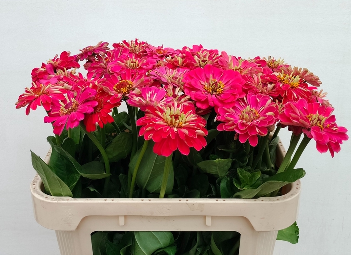 <h4>ZINNIA ELEGANS</h4>