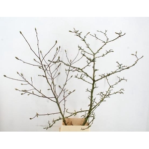 MAGNOLIA STER WIT PER STEM 150CM