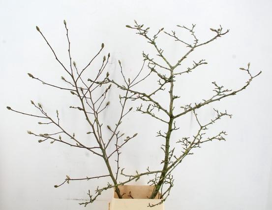 <h4>MAGNOLIA STER WIT PER STEM 150CM</h4>