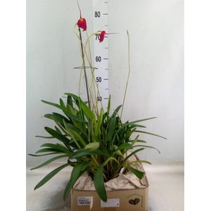 Orchideeen   ...