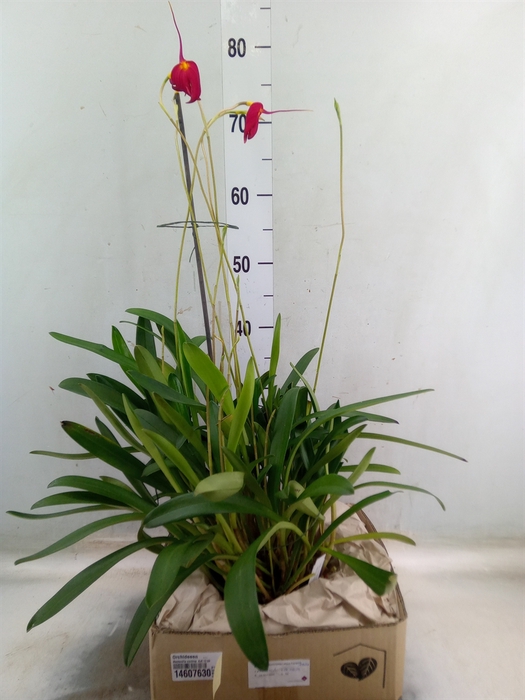 <h4>Orchideeen   ...</h4>