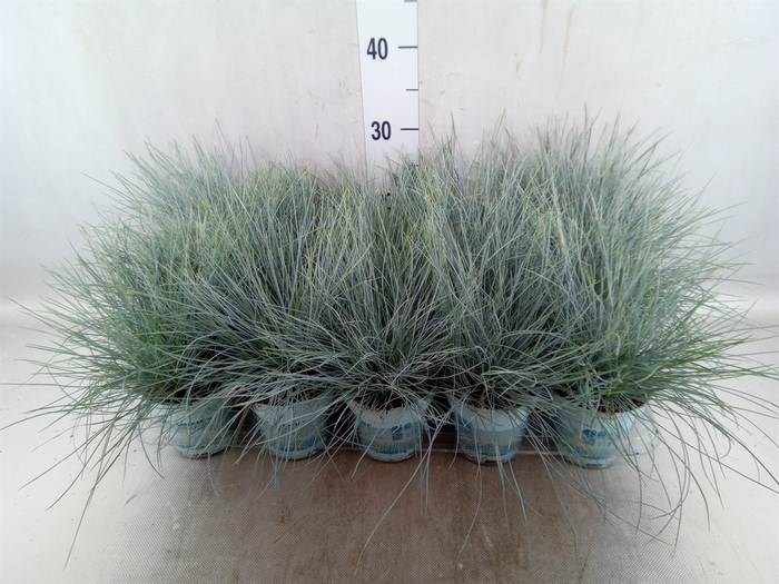 Festuca glauca 'Compacta Blue'