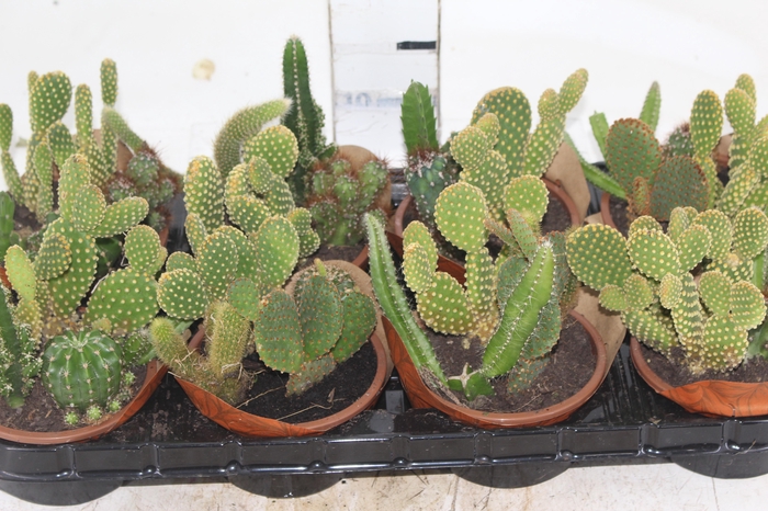 <h4>CACTUS VARIADO C13</h4>