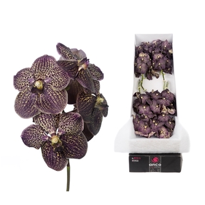 Vanda 8 tak Chocolate Brown