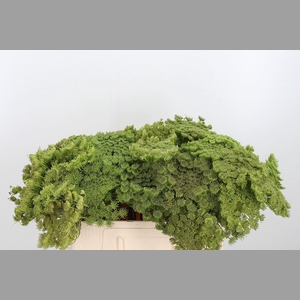 Ammi Majus Visnaga Zaad