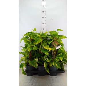 Epipremnum pinn.   ...moss stick