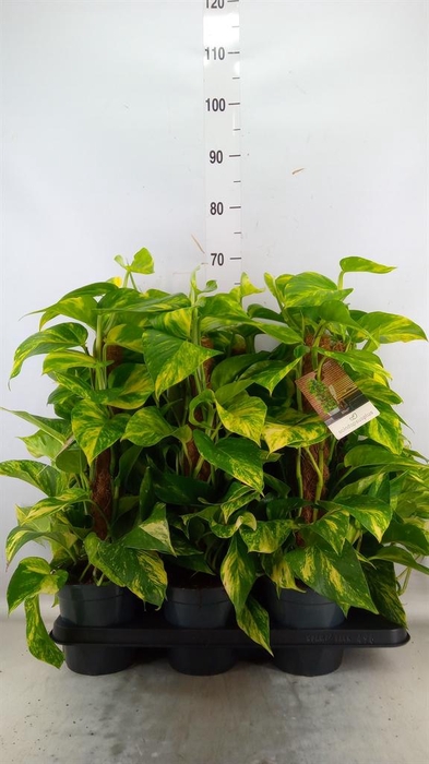 <h4>Epipremnum pinn. ...moss stick</h4>