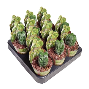 CRASSULA 'BUDDHA'S TEMPLE' - POT Ø 6,5 SHAPED POT COVER (SUCCULENTEN)