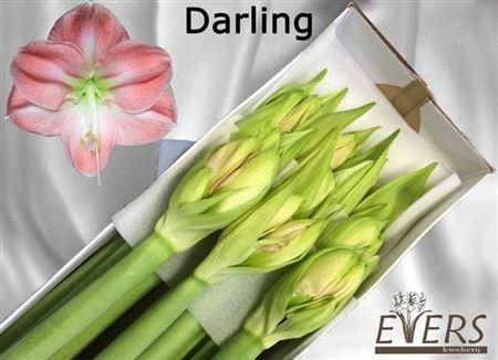 <h4>Hipp Ga Darling X10</h4>