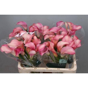 Calla Blushing Lady