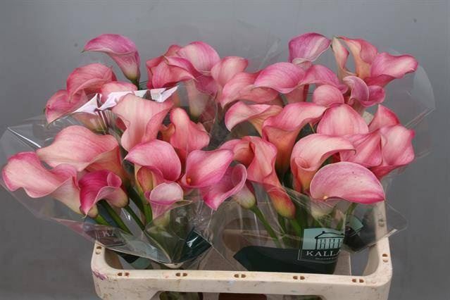 <h4>Calla Blushing Lady</h4>