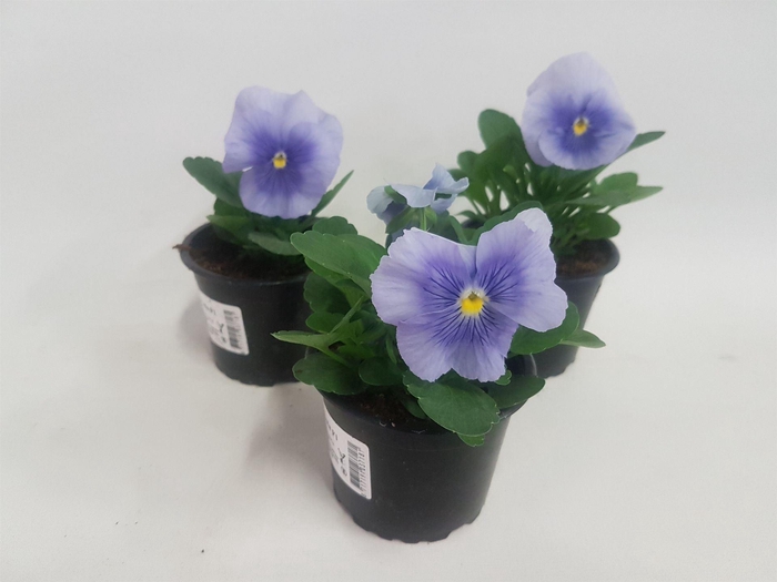 <h4>Viola Carneval F1 True Blue</h4>