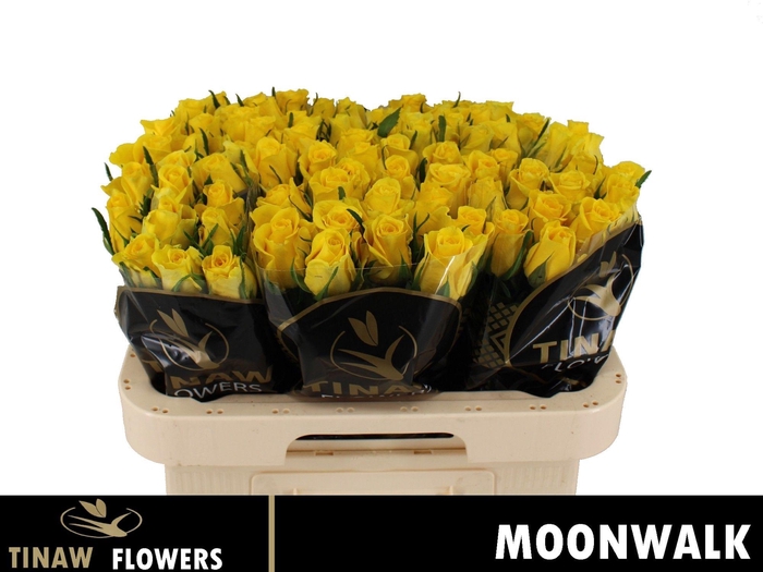 <h4>R GR MOONWALK</h4>