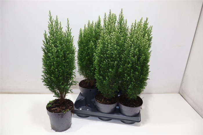 <h4>Cham L Snow White</h4>