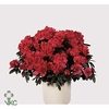 Rhododendron simsii Tamira 12Ø 25cm 25Ø