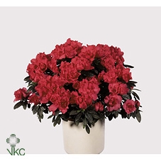 Rhododendron simsii Tamira 12Ø 25cm 25Ø