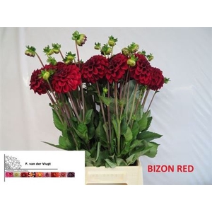 Dahl Bizon Rood