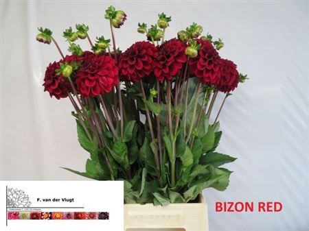 <h4>Dahl Bizon Rood</h4>