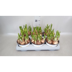 Narcissus  'Tete a tete'