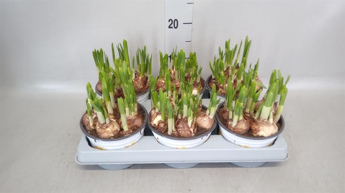 <h4>Narcissus  'Tete a tete'</h4>