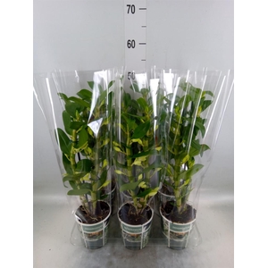 Dendrobium nob. 'StarCla Apollon'