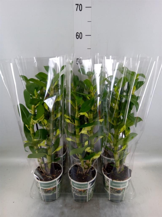 <h4>Dendrobium nob. 'StarCla Apollon'</h4>