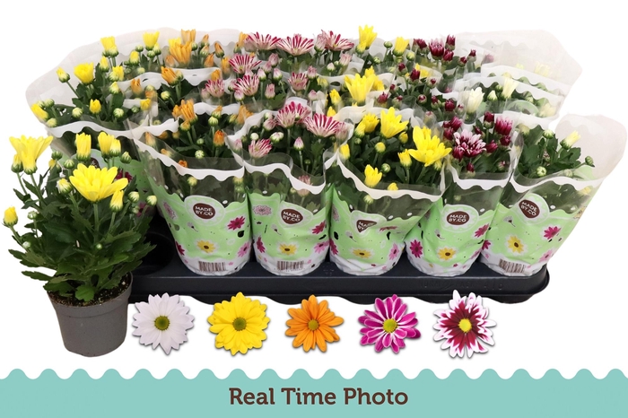 <h4>CHRYS GEM 5 KL</h4>