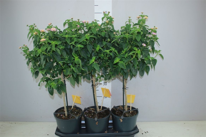 <h4>Lantana Lucky Honey Blush</h4>