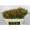 Leucadendron Ayoba Cherry Pearl Spray